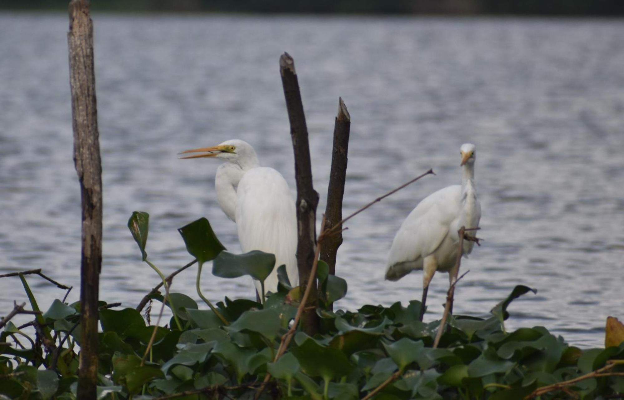 Wetland Resort Negombo Bagian luar foto
